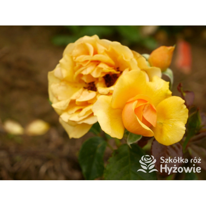 Amber Queen® - Róże Rabatowe - 