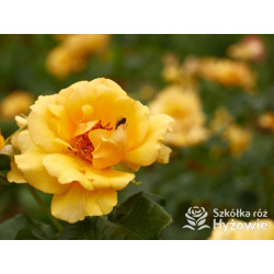 Amber Queen® - Róże Rabatowe - 