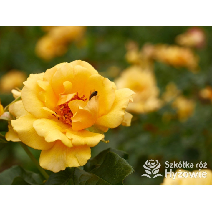 Amber Queen® - Róże Rabatowe - 