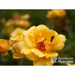 Amber Queen® - Róże Rabatowe - 