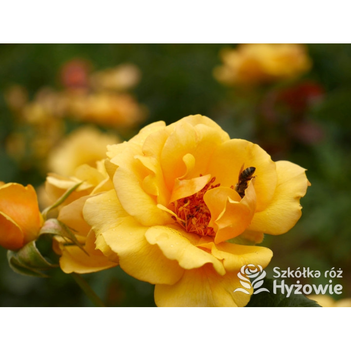 Amber Queen® - Róże Rabatowe - 