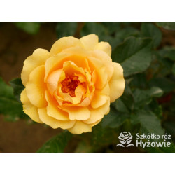 Amber Queen® - Róże Rabatowe - 