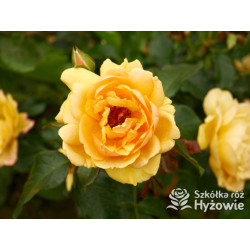 Amber Queen® - Róże Rabatowe - 