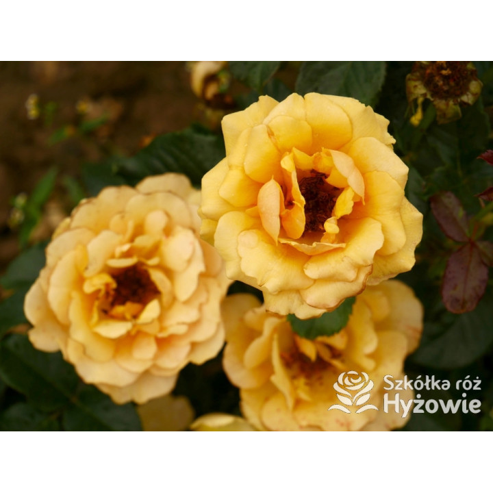 Amber Queen® - Róże Rabatowe - 