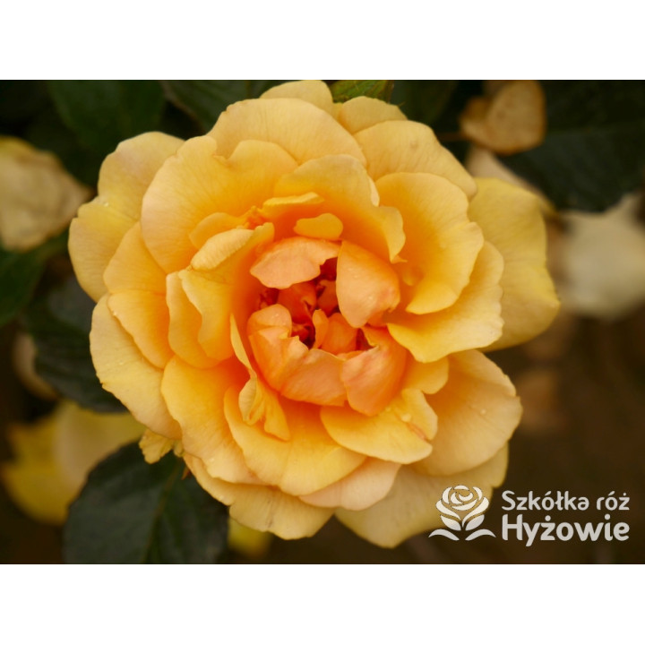 Amber Queen® - Róże Rabatowe - 