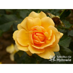 Amber Queen® - Róże Rabatowe - 