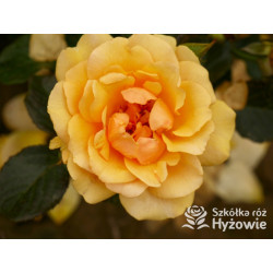 Amber Queen® - Róże Rabatowe - 