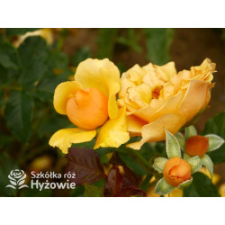 Amber Queen® - Róże Rabatowe - 