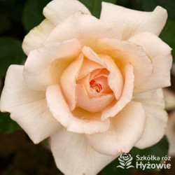 Chandos Beauty® - Róże Wielkokwiatowe - 