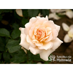 Chandos Beauty® - Róże Wielkokwiatowe - 