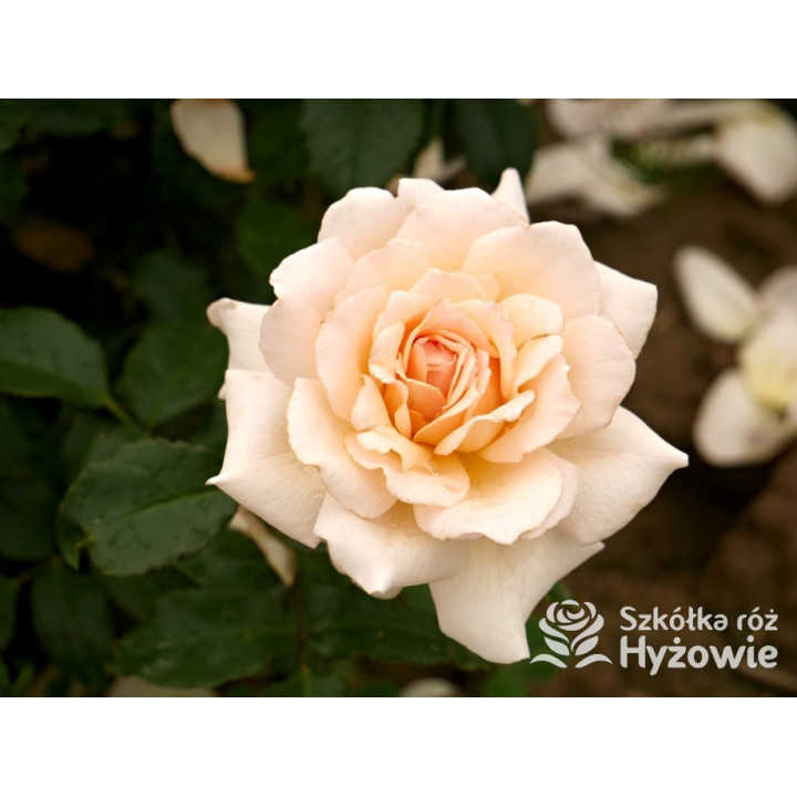 Chandos Beauty® - Róże Wielkokwiatowe - 