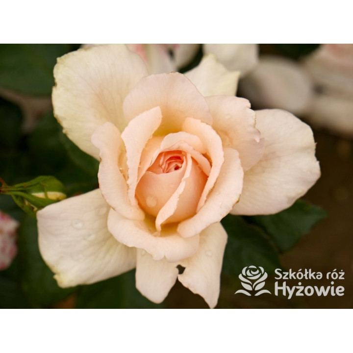 Chandos Beauty® - Róże Wielkokwiatowe - 