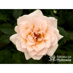 Chandos Beauty® - Róże Wielkokwiatowe - 