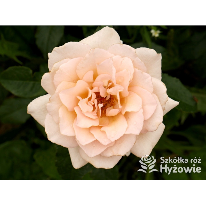 Chandos Beauty® - Róże Wielkokwiatowe - 