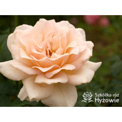 Chandos Beauty® - Róże Wielkokwiatowe - 