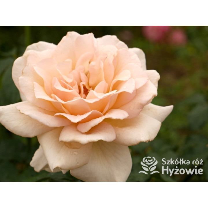 Chandos Beauty® - Róże Wielkokwiatowe - 