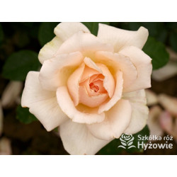 Chandos Beauty® - Róże Wielkokwiatowe - 