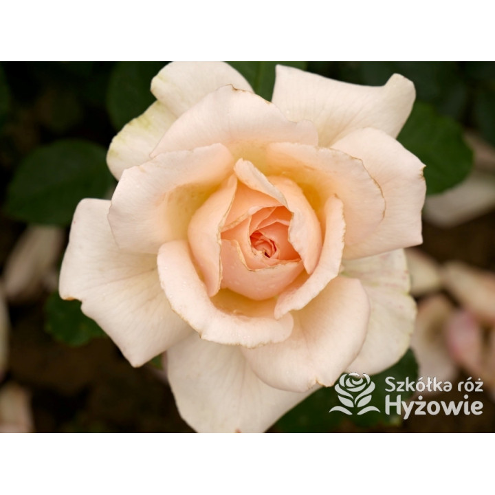 Chandos Beauty® - Róże Wielkokwiatowe - 