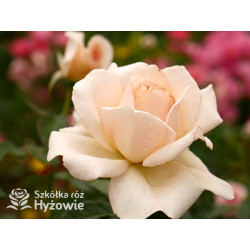 Chandos Beauty® - Róże Wielkokwiatowe - 