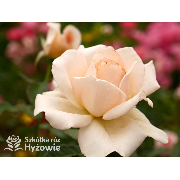 Chandos Beauty® - Róże Wielkokwiatowe - 