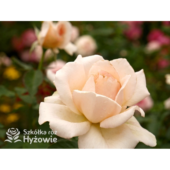 Chandos Beauty® - Róże Wielkokwiatowe - 