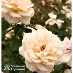 Chandos Beauty® - Róże Wielkokwiatowe - 