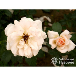 Chandos Beauty® - Róże Wielkokwiatowe - 