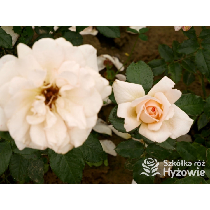 Chandos Beauty® - Róże Wielkokwiatowe - 