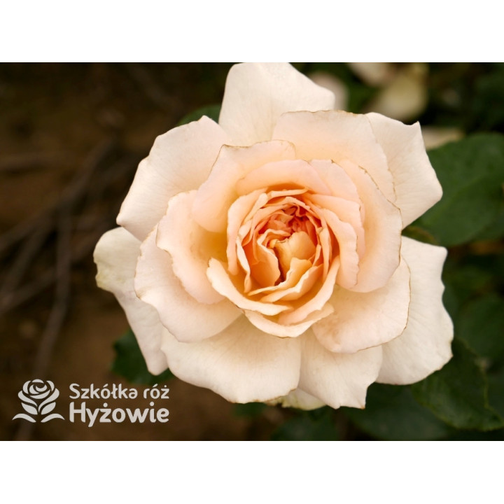 Chandos Beauty® - Róże Wielkokwiatowe - 