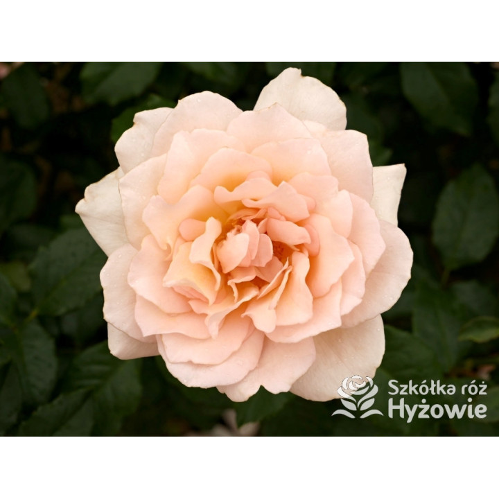 Chandos Beauty® - Róże Wielkokwiatowe - 