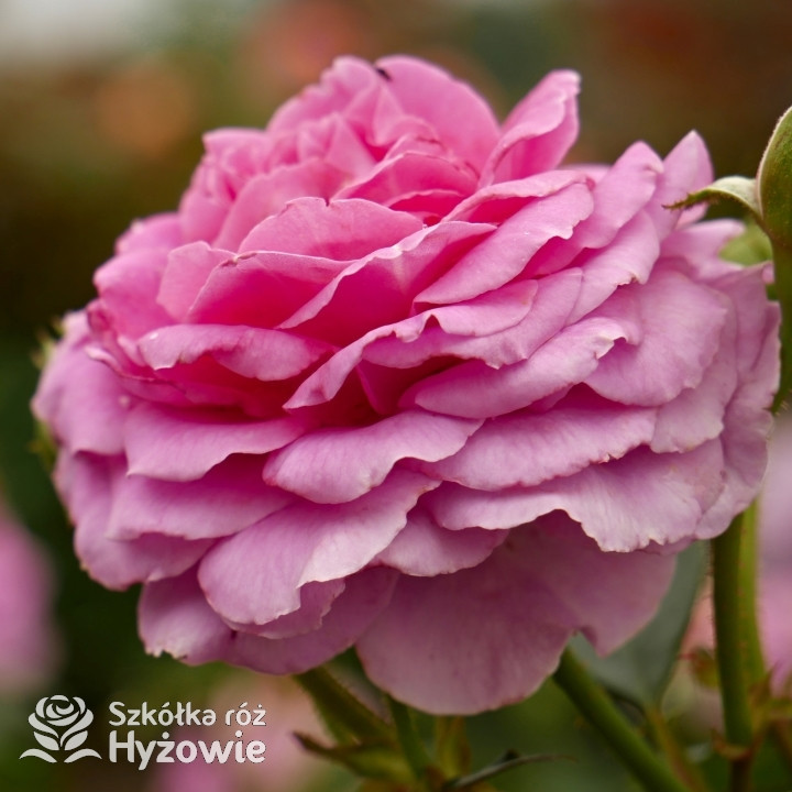 Claire Marshall® - Róże Rabatowe - 