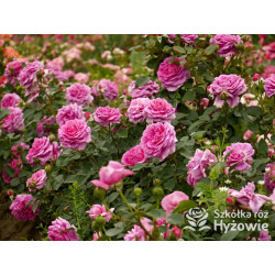 Claire Marshall® - Róże Rabatowe - 