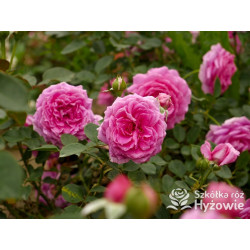 Claire Marshall® - Róże Rabatowe - 