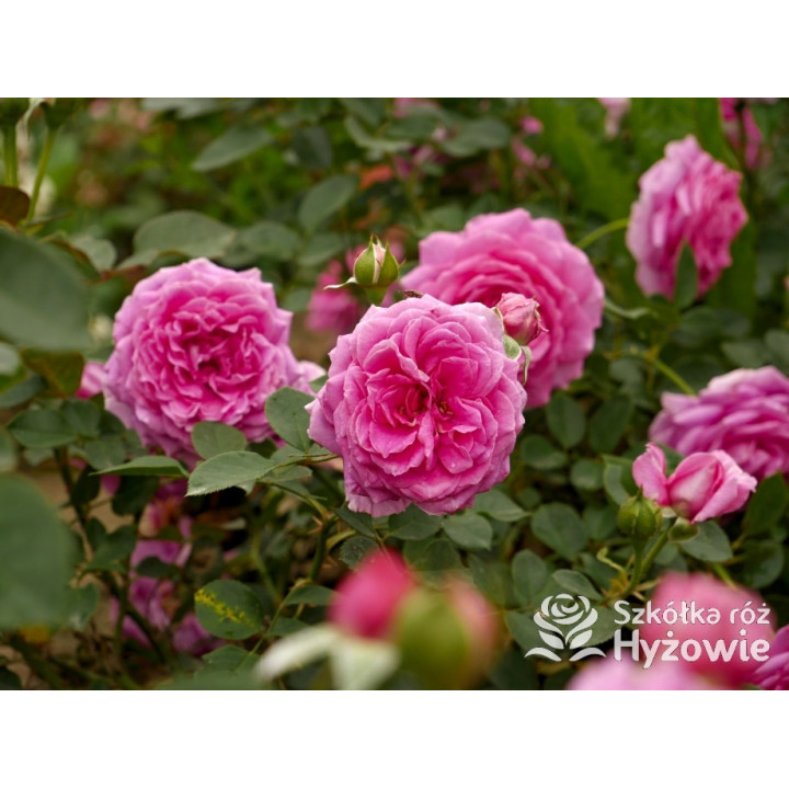 Claire Marshall® - Róże Rabatowe - 