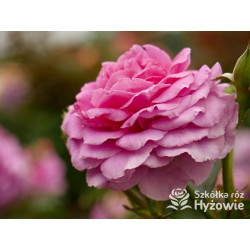 Claire Marshall® - Róże Rabatowe - 