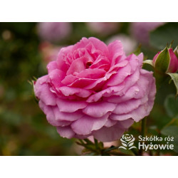 Claire Marshall® - Róże Rabatowe - 