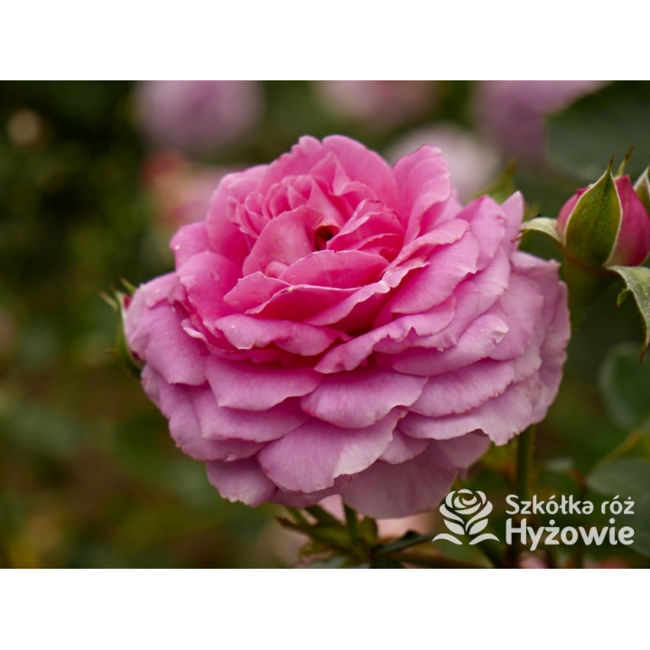 Claire Marshall® - Róże Rabatowe - 