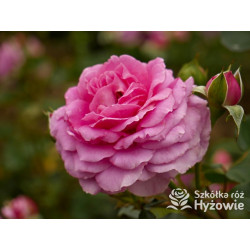 Claire Marshall® - Róże Rabatowe - 