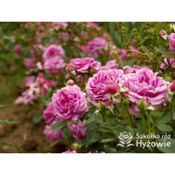 Claire Marshall® - Róże Rabatowe - 