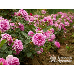 Claire Marshall® - Róże Rabatowe - 