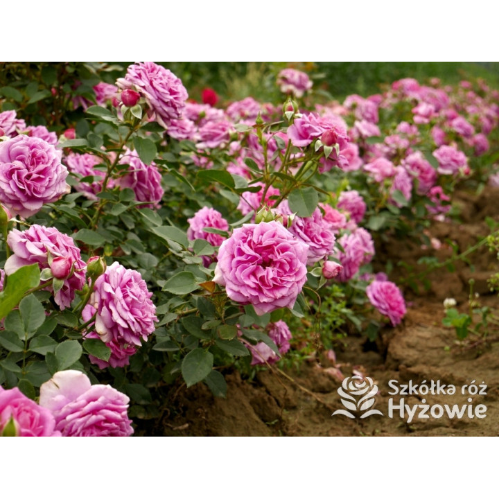 Claire Marshall® - Róże Rabatowe - 