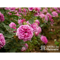 Claire Marshall® - Róże Rabatowe - 