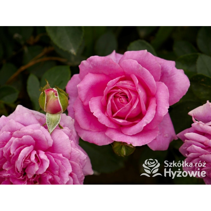 Claire Marshall® - Róże Rabatowe - 