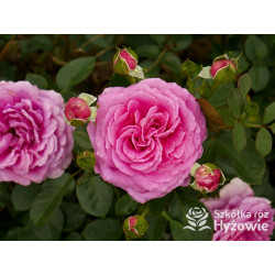 Claire Marshall® - Róże Rabatowe - 