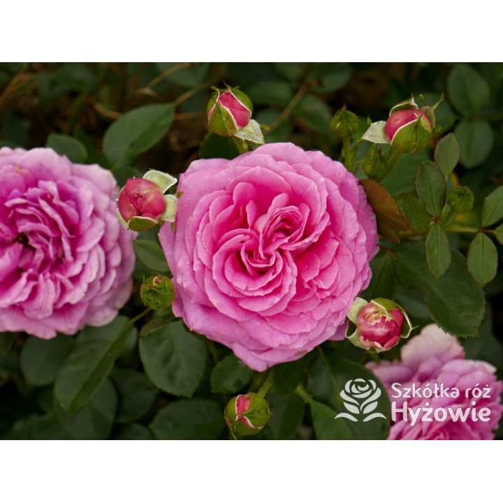 Claire Marshall® - Róże Rabatowe - 