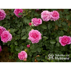 Claire Marshall® - Róże Rabatowe - 