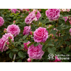 Claire Marshall® - Róże Rabatowe - 