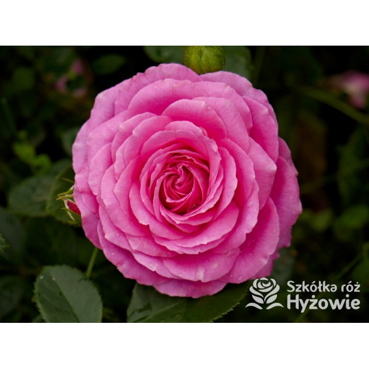 Claire Marshall® - Róże Rabatowe - 