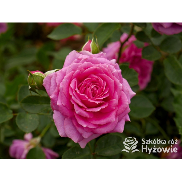 Claire Marshall® - Róże Rabatowe - 