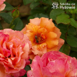 Easy Does It® - Róże Rabatowe - 